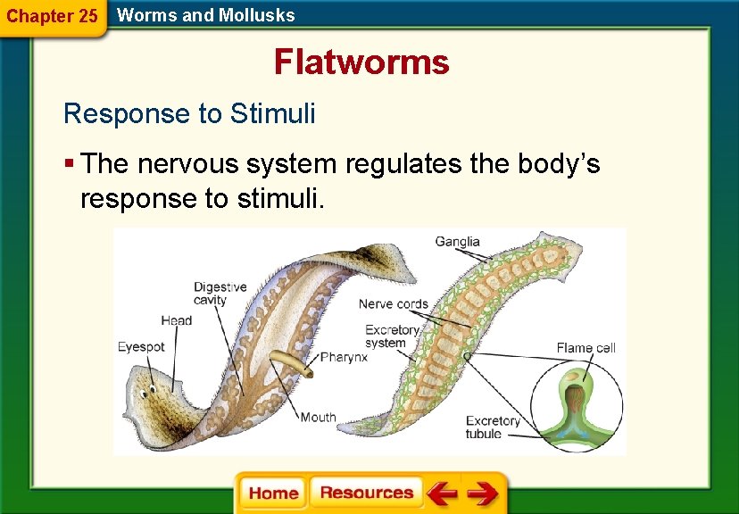 Chapter 25 Worms and Mollusks Flatworms Response to Stimuli § The nervous system regulates