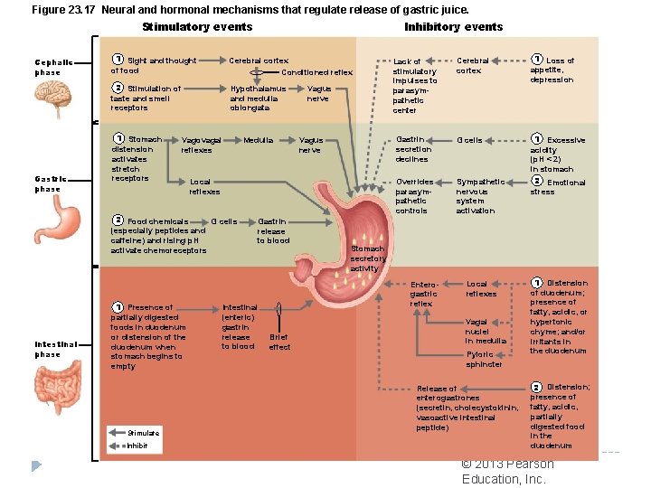 Figure 23. 17 Neural and hormonal mechanisms that regulate release of gastric juice. Inhibitory