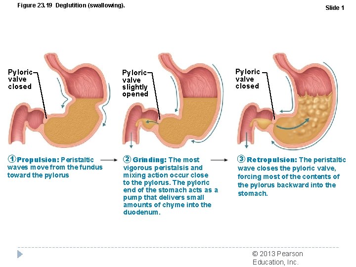 Figure 23. 19 Deglutition (swallowing). Pyloric valve closed 1 Propulsion: Peristaltic waves move from