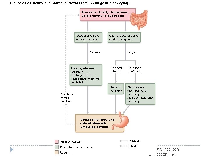 Figure 23. 20 Neural and hormonal factors that inhibit gastric emptying. Presence of fatty,