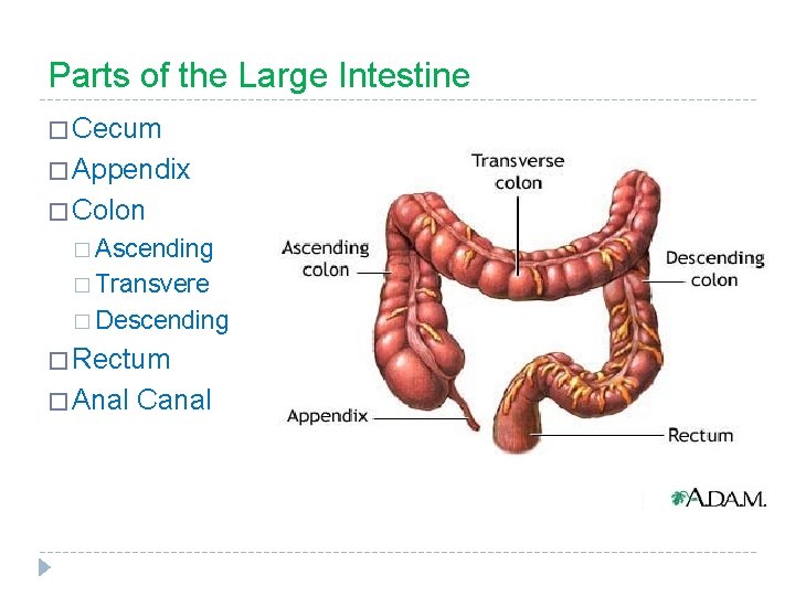 Parts of the Large Intestine � Cecum � Appendix � Colon � Ascending �