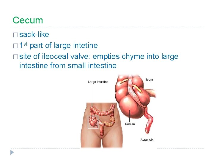 Cecum � sack-like � 1 st part of large intetine � site of ileoceal