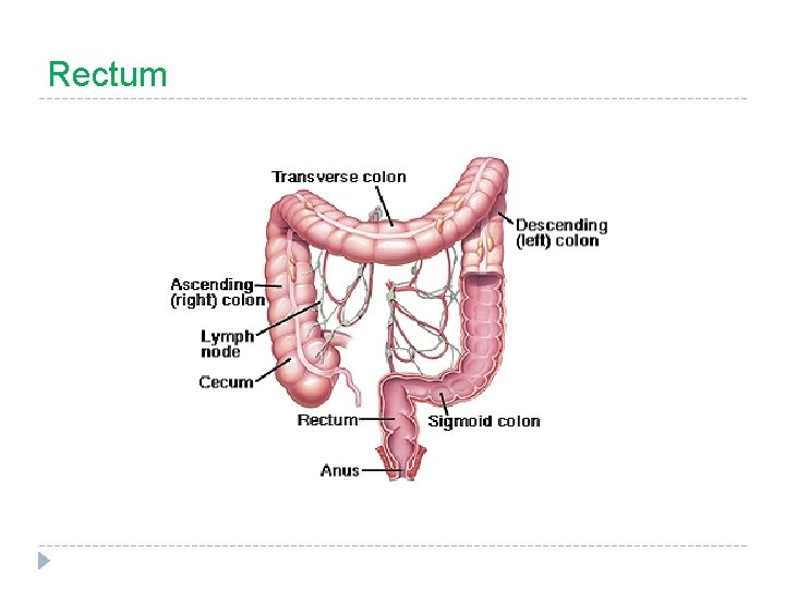 Rectum 