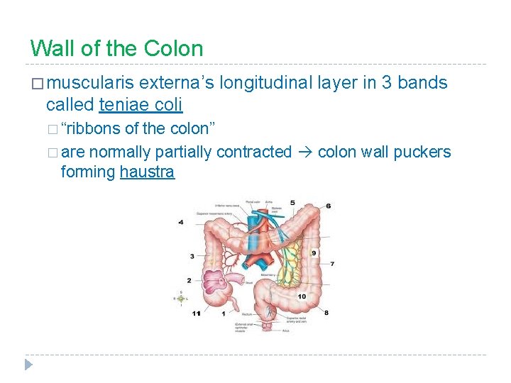 Wall of the Colon � muscularis externa’s longitudinal layer in 3 bands called teniae