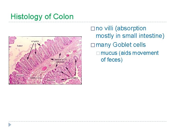 Histology of Colon � no villi (absorption mostly in small intestine) � many Goblet