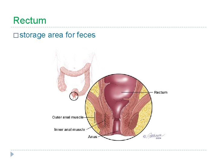 Rectum � storage area for feces 