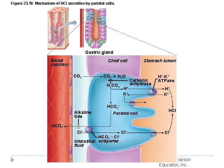 Figure 23. 18 Mechanism of HCl secretion by parietal cells. Gastric gland Blood capillary