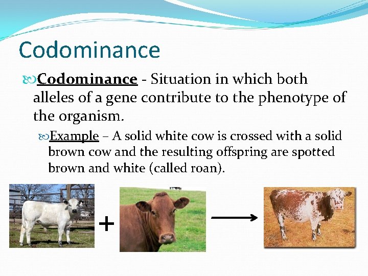 Codominance - Situation in which both alleles of a gene contribute to the phenotype