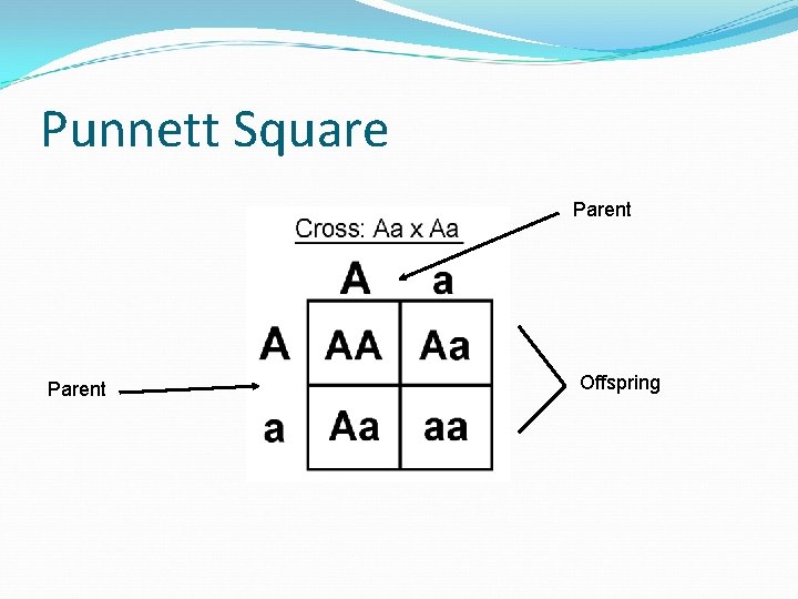 Punnett Square Parent Offspring 