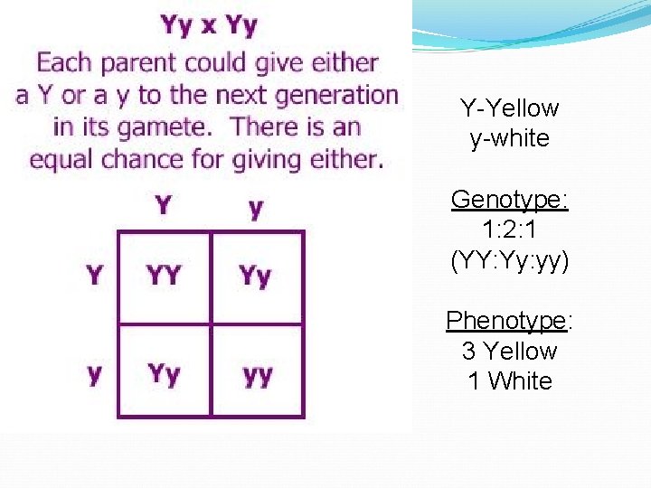 Y-Yellow y-white Genotype: 1: 2: 1 (YY: Yy: yy) Phenotype: 3 Yellow 1 White