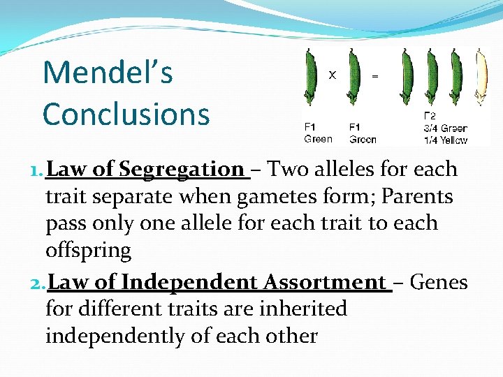 Mendel’s Conclusions 1. Law of Segregation – Two alleles for each trait separate when