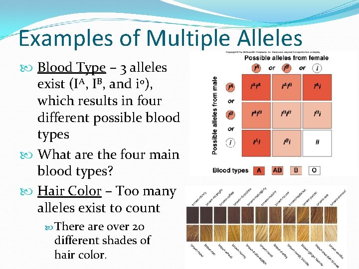 Examples of Multiple Alleles Blood Type – 3 alleles exist (IA, IB, and io),