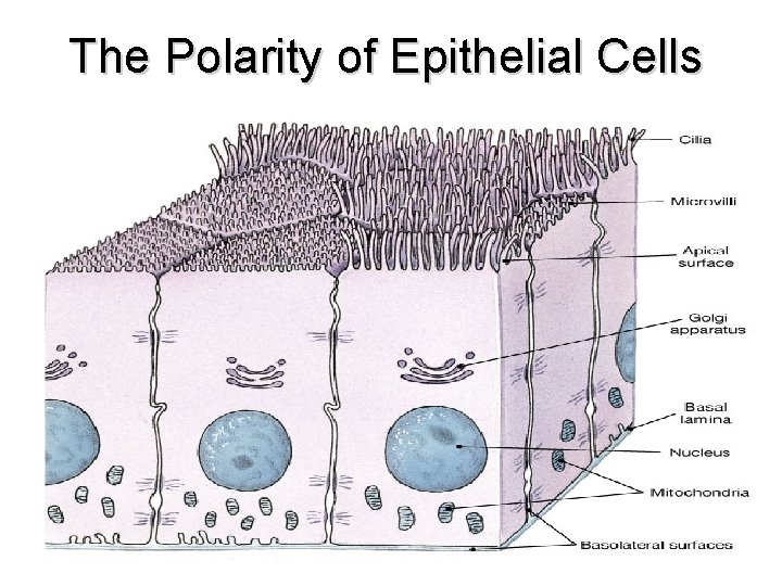 The Polarity of Epithelial Cells 