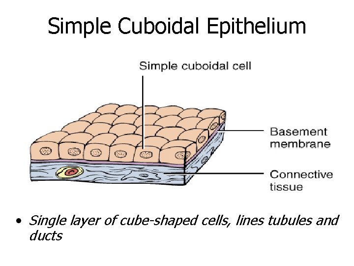 Simple Cuboidal Epithelium • Single layer of cube-shaped cells, lines tubules and ducts 