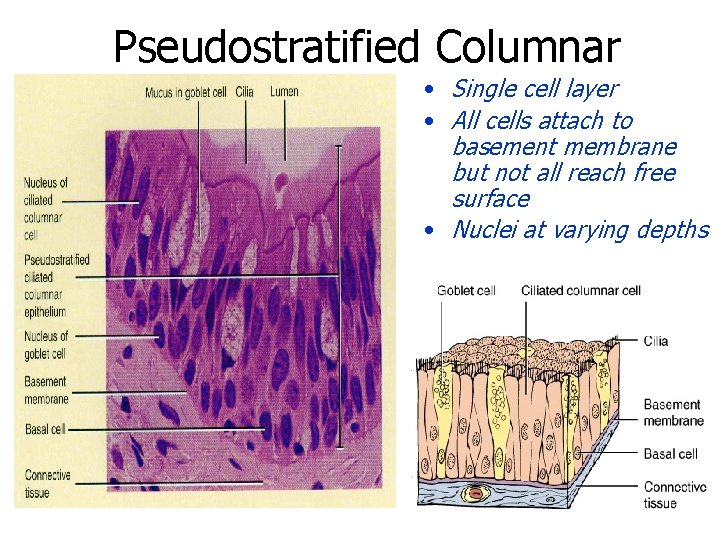 Pseudostratified Columnar • Single cell layer • All cells attach to basement membrane but