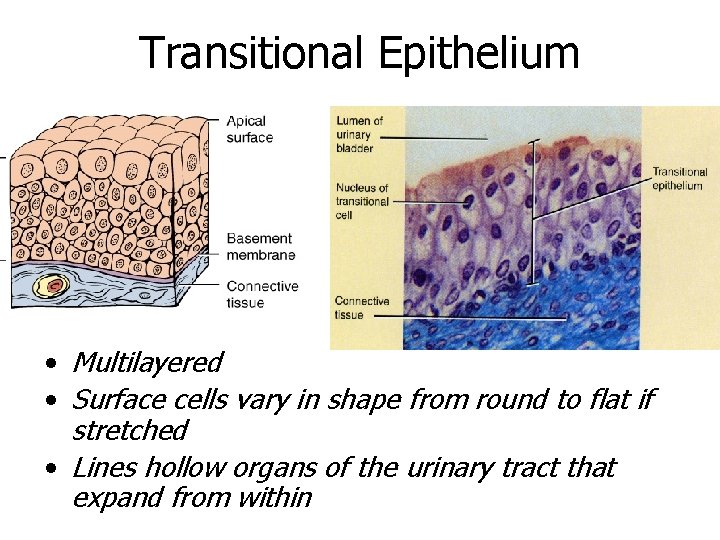 Transitional Epithelium • Multilayered • Surface cells vary in shape from round to flat