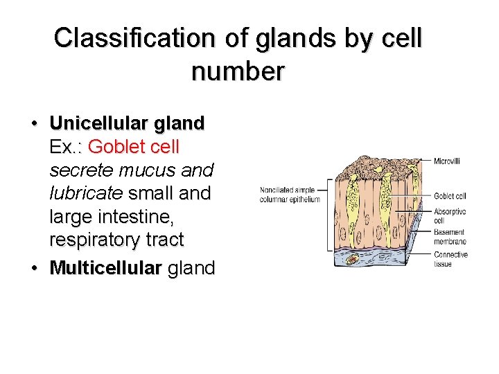 Classification of glands by cell number • Unicellular gland Ex. : Goblet cell secrete