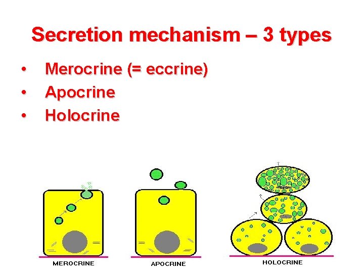 Secretion mechanism – 3 types • • • Merocrine (= eccrine) Apocrine Holocrine 