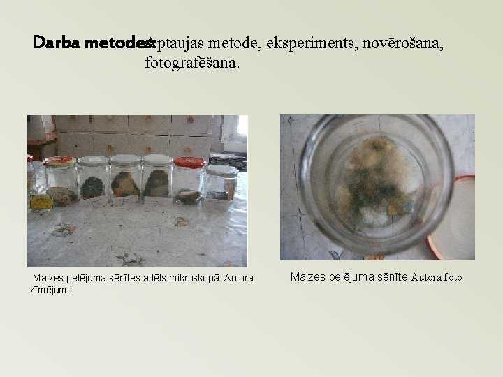 Aptaujas metode, eksperiments, novērošana, Darba metodes: fotografēšana. Maizes pelējuma sēnītes attēls mikroskopā. Autora zīmējums