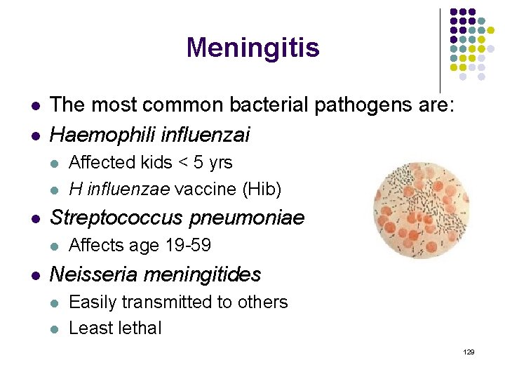 Meningitis l l The most common bacterial pathogens are: Haemophili influenzai l l l