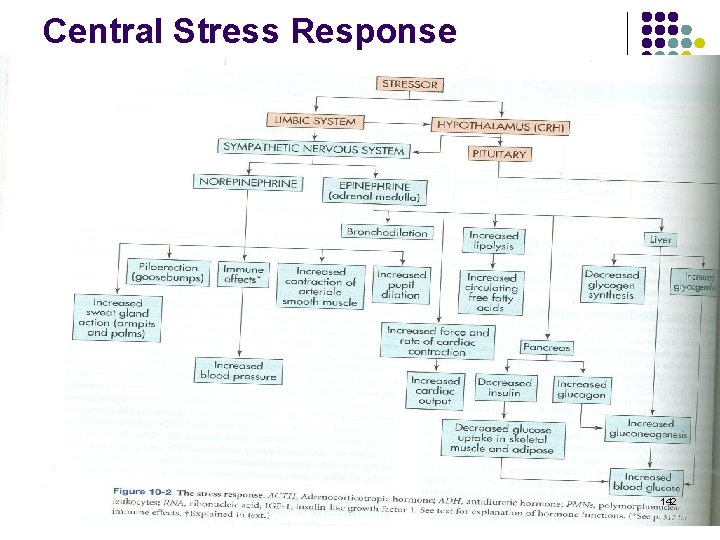 Central Stress Response 142 