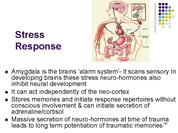 Stress Response l l Amygdala is the brains ‘alarm system’- it scans sensory In