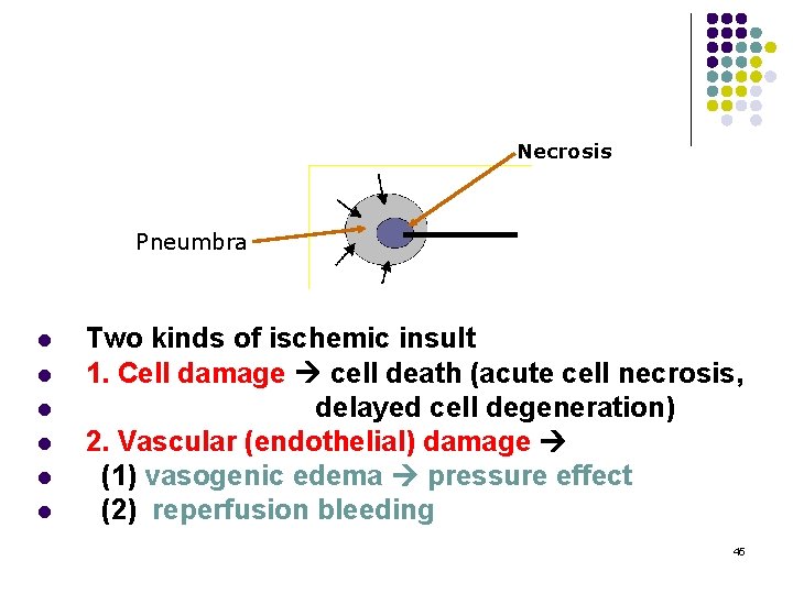 Necrosis Pneumbra l l l Two kinds of ischemic insult 1. Cell damage cell