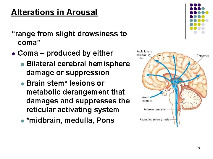 Alterations in Arousal “range from slight drowsiness to coma” l Coma – produced by