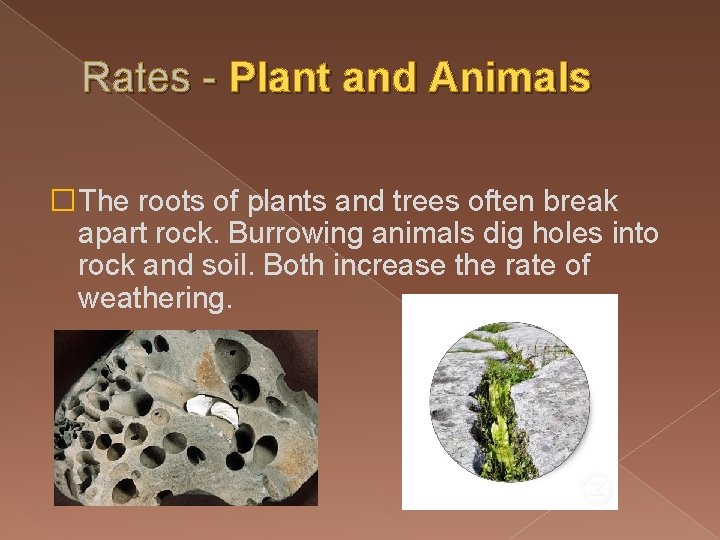 Rates - Plant and Animals �The roots of plants and trees often break apart Rates - Plant and Animals �The roots of plants and trees often break apart