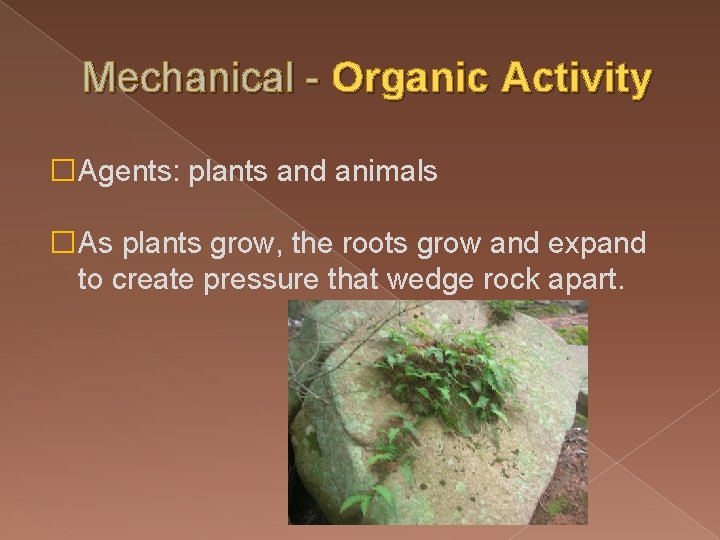 Mechanical - Organic Activity �Agents: plants and animals �As plants grow, the roots grow