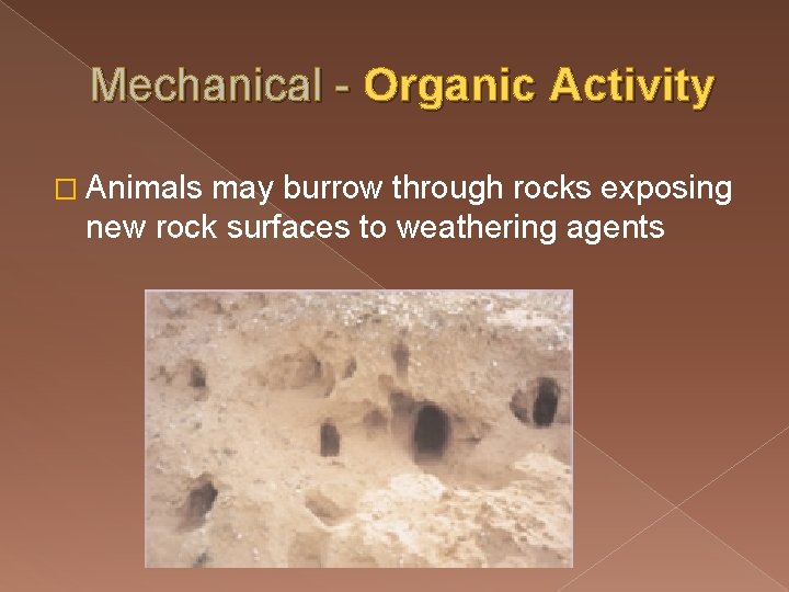 Mechanical - Organic Activity � Animals may burrow through rocks exposing new rock surfaces Mechanical - Organic Activity � Animals may burrow through rocks exposing new rock surfaces