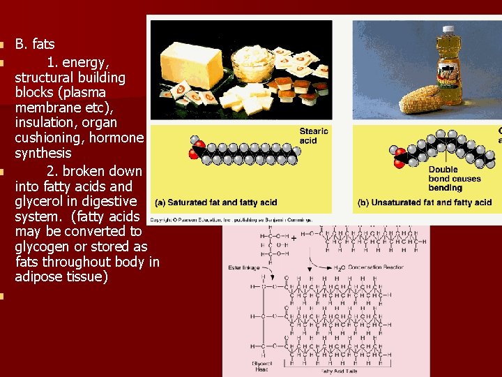 B. fats n 1. energy, structural building blocks (plasma membrane etc), insulation, organ cushioning, B. fats n 1. energy, structural building blocks (plasma membrane etc), insulation, organ cushioning,