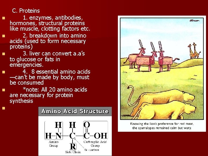 n n n C. Proteins 1. enzymes, antibodies, hormones, structural proteins like muscle, clotting n n n C. Proteins 1. enzymes, antibodies, hormones, structural proteins like muscle, clotting