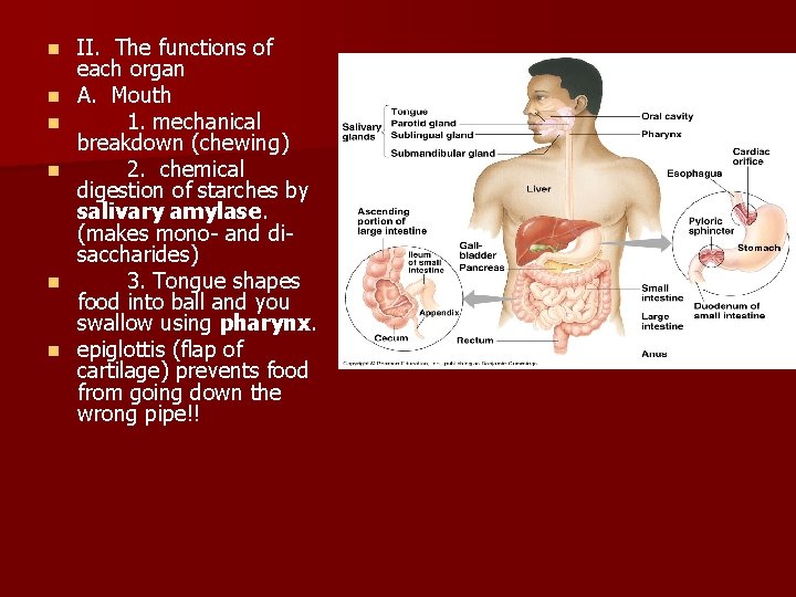 n n n II. The functions of each organ A. Mouth 1. mechanical breakdown n n n II. The functions of each organ A. Mouth 1. mechanical breakdown