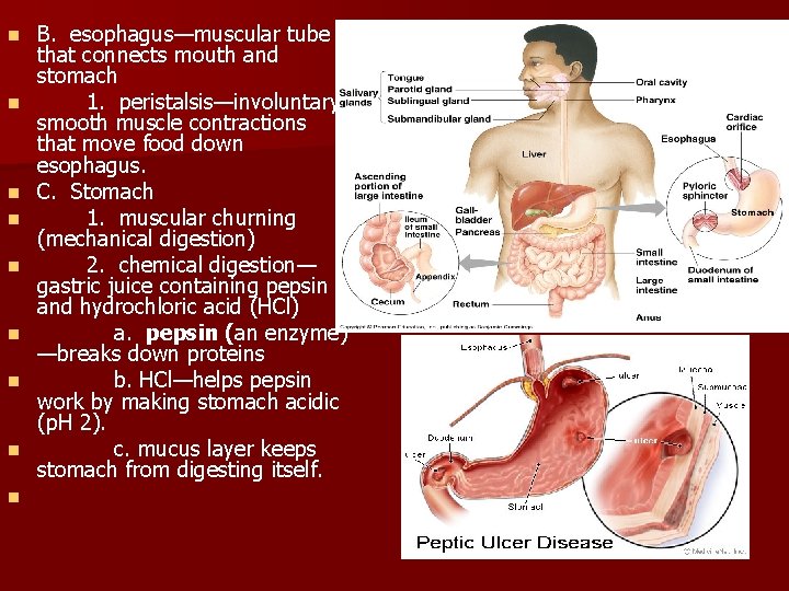 n n n n n B. esophagus—muscular tube that connects mouth and stomach 1. n n n n n B. esophagus—muscular tube that connects mouth and stomach 1.