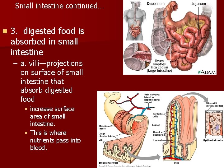Small intestine continued… n 3. digested food is absorbed in small intestine – a. Small intestine continued… n 3. digested food is absorbed in small intestine – a.