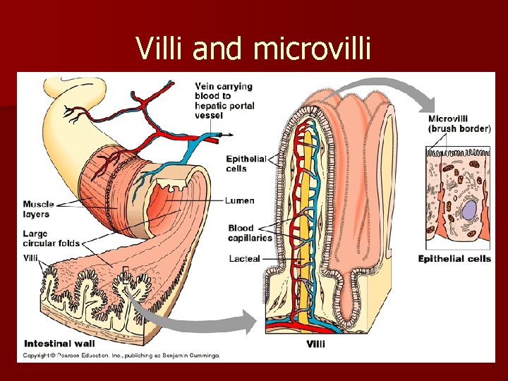 Villi and microvilli Villi and microvilli