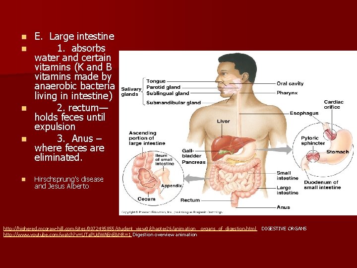 E. Large intestine 1. absorbs water and certain vitamins (K and B vitamins made E. Large intestine 1. absorbs water and certain vitamins (K and B vitamins made