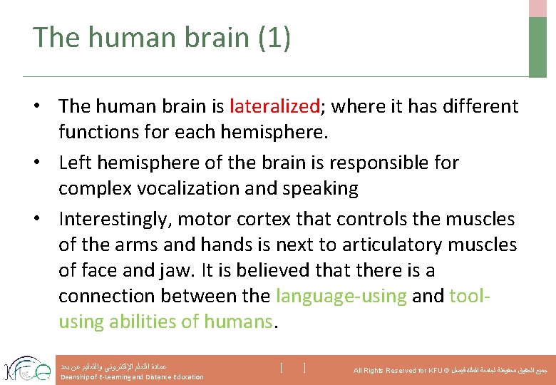 The human brain (1) • The human brain is lateralized; where it has different