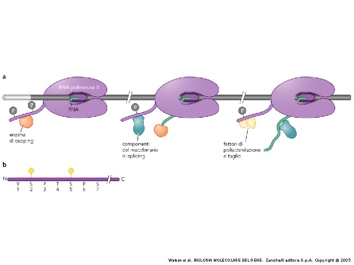 Watson et al. , BIOLOGIA MOLECOLARE DEL GENE, Zanichelli editore S. p. A. Copyright Watson et al. , BIOLOGIA MOLECOLARE DEL GENE, Zanichelli editore S. p. A. Copyright