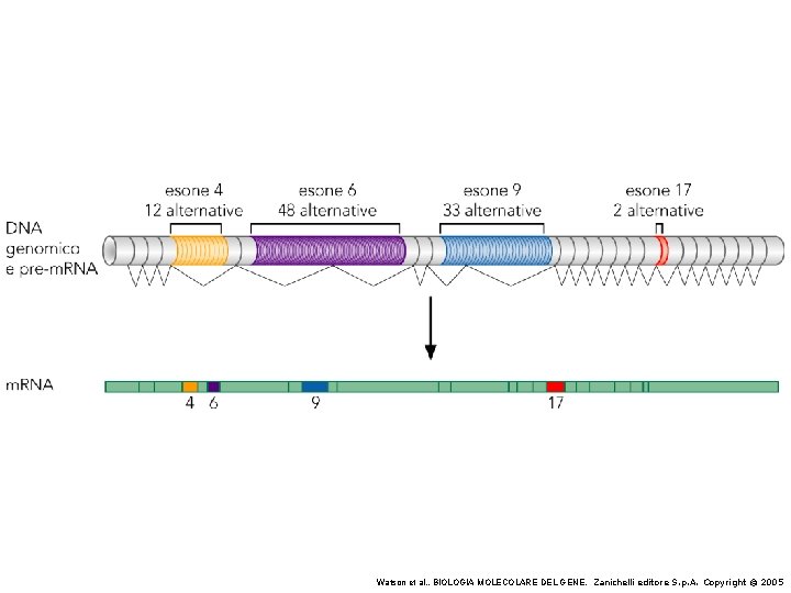 Watson et al. , BIOLOGIA MOLECOLARE DEL GENE, Zanichelli editore S. p. A. Copyright Watson et al. , BIOLOGIA MOLECOLARE DEL GENE, Zanichelli editore S. p. A. Copyright