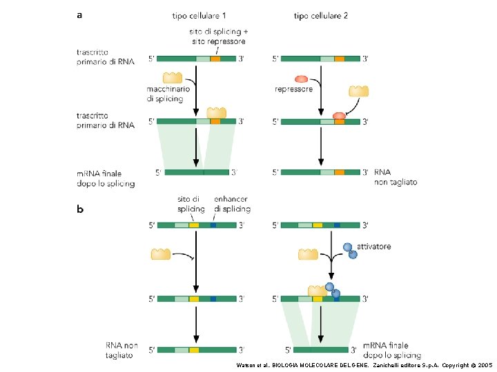 Watson et al. , BIOLOGIA MOLECOLARE DEL GENE, Zanichelli editore S. p. A. Copyright Watson et al. , BIOLOGIA MOLECOLARE DEL GENE, Zanichelli editore S. p. A. Copyright