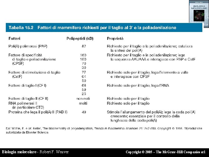 Biologia molecolare - Robert F. Weaver Copyright © 2005 – The Mc. Graw-Hill Companies Biologia molecolare - Robert F. Weaver Copyright © 2005 – The Mc. Graw-Hill Companies