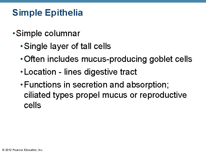 Simple Epithelia • Simple columnar • Single layer of tall cells • Often includes