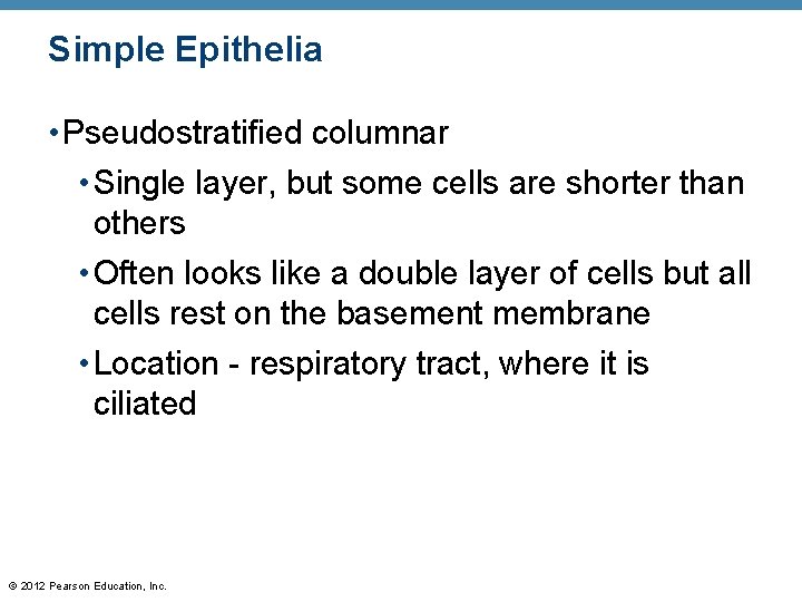 Simple Epithelia • Pseudostratified columnar • Single layer, but some cells are shorter than