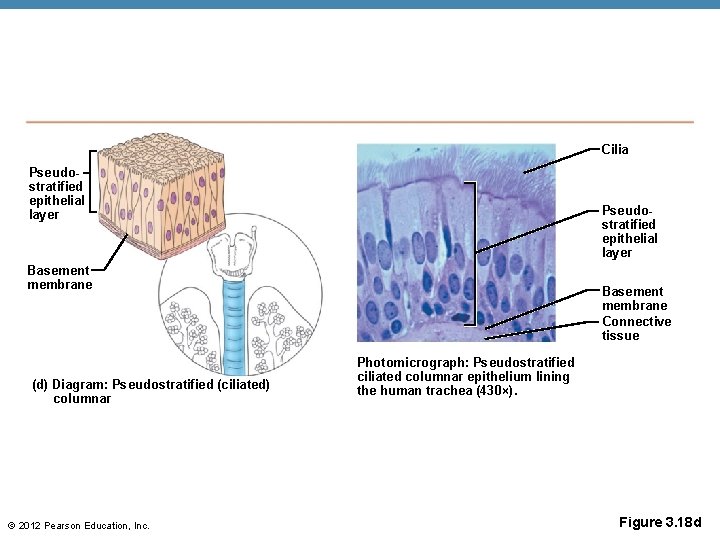 Cilia Pseudostratified epithelial layer Basement membrane (d) Diagram: Pseudostratified (ciliated) columnar © 2012 Pearson