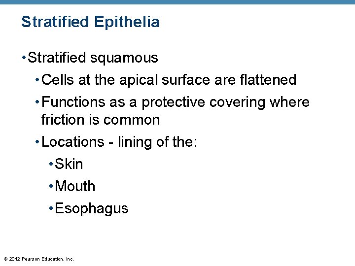 Stratified Epithelia • Stratified squamous • Cells at the apical surface are flattened •