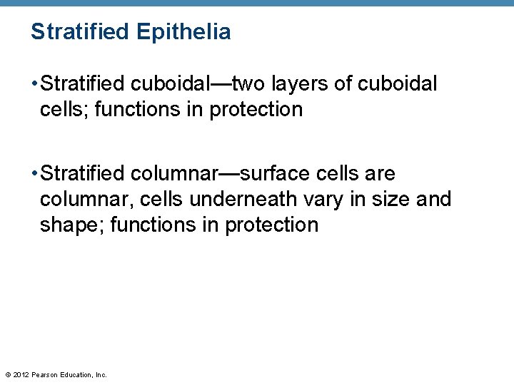 Stratified Epithelia • Stratified cuboidal—two layers of cuboidal cells; functions in protection • Stratified