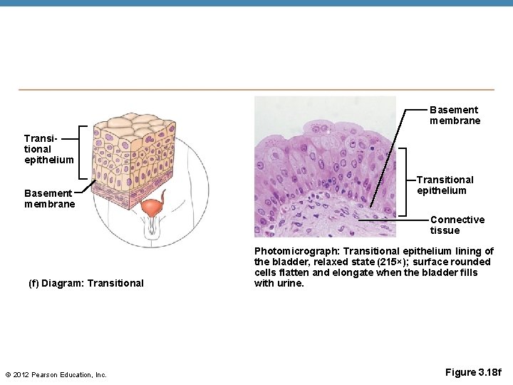 Basement membrane Transitional epithelium Connective tissue (f) Diagram: Transitional © 2012 Pearson Education, Inc.