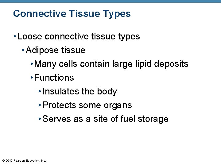 Connective Tissue Types • Loose connective tissue types • Adipose tissue • Many cells